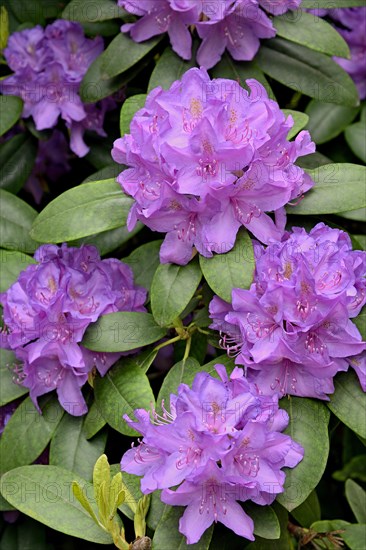 Rhododendron Park Bad Sassendorf