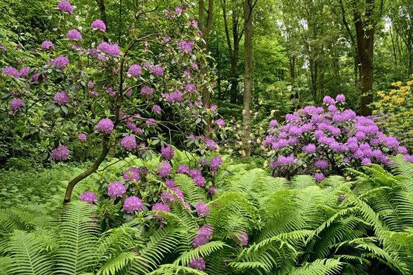 Rhododendron Park Bad Sassendorf