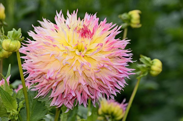 Deer antler dahlia