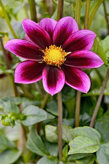 Single-flowered dahlia