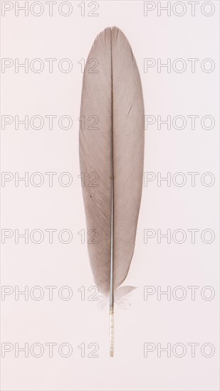 Feather of a greylag goose