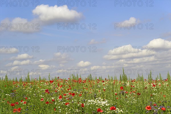 Flowering strips with corn poppy