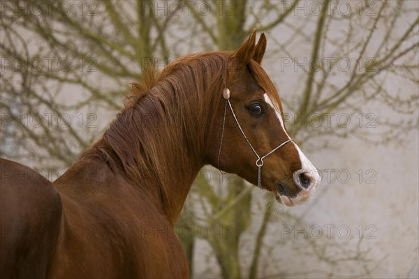 Thoroughbred Arabian stallion portrait in winter