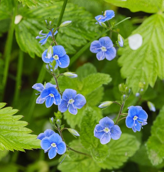 Germander speedwell