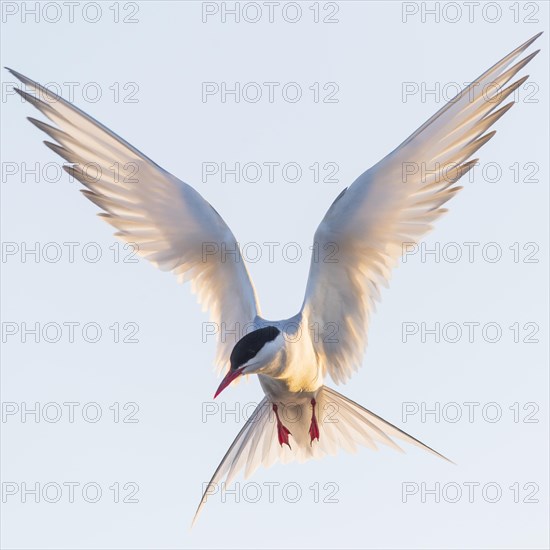 Arctic tern