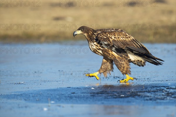 Young white-tailed eagle