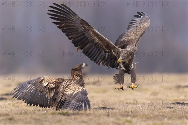 Two young white-tailed eagles
