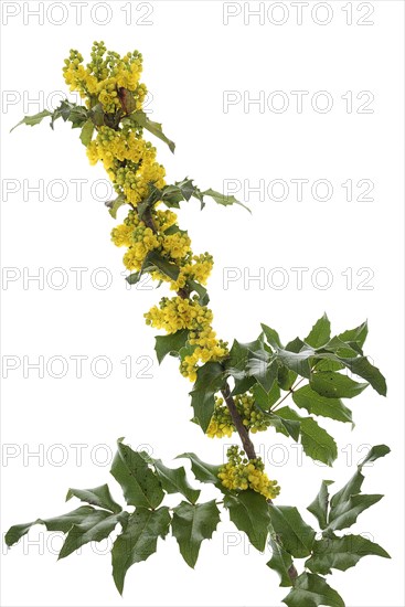 Flowering branch of a Holly