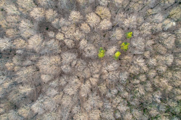 Drone image