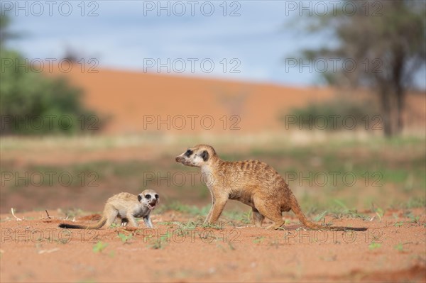 Meerkats