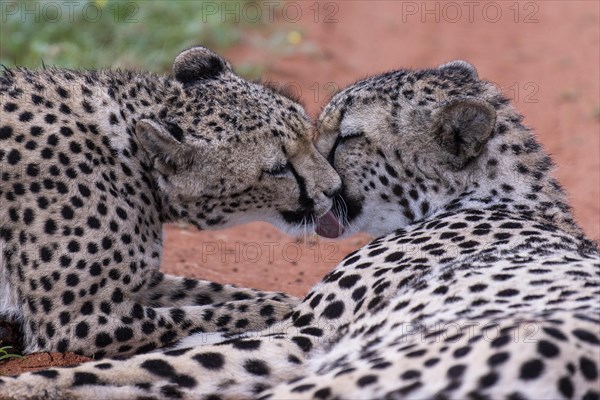 Two cheetahs