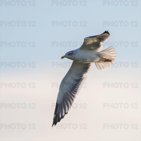 Herring Gull