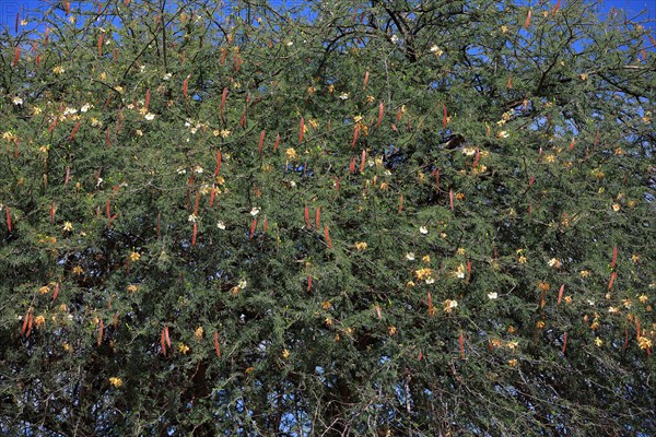 Royal Poinciana