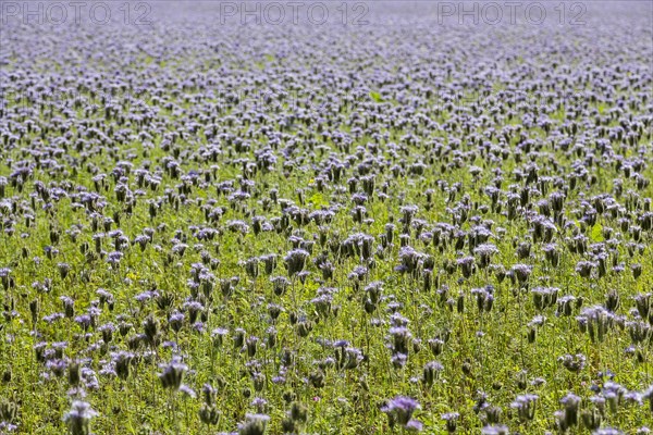 Field with bee friend