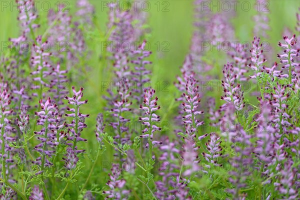 Common Fumitory