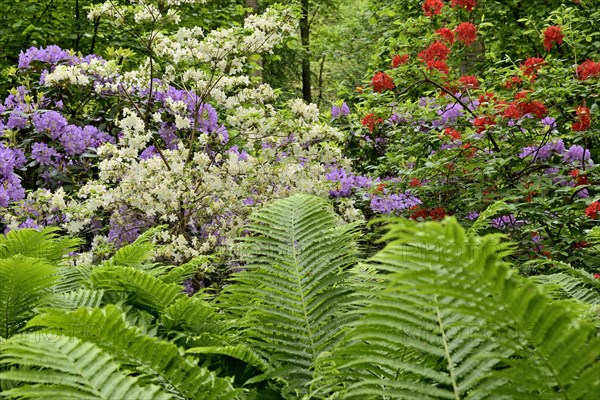 Rhododendron Park Bad Sassendorf