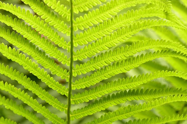 Ostrich Fern