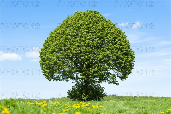 Linden tree