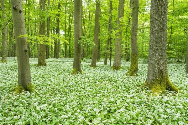 Blooming wild garlic