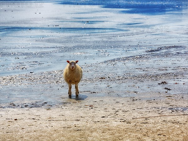 Icelandic sheep