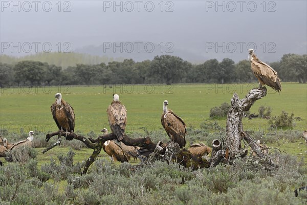 Griffon vulture