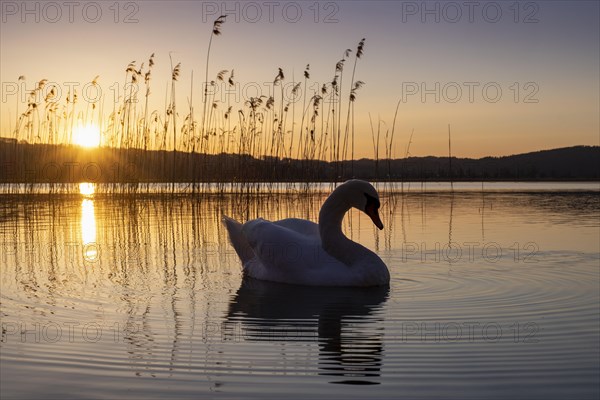 Swan