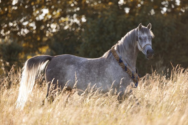 Thoroughbred Arabian mare with traditional halter and chest ornament in portrait