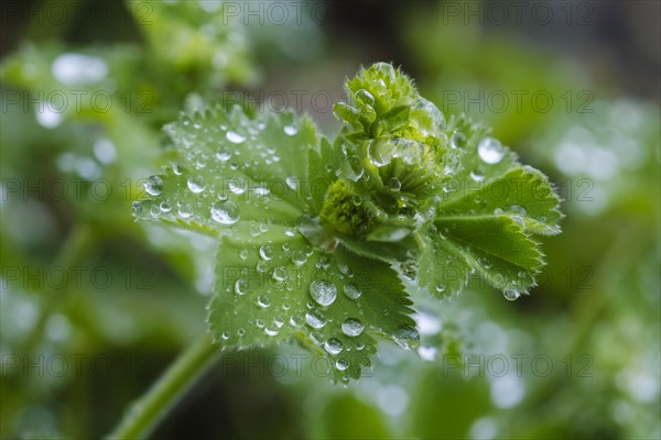 Water drops on leaves