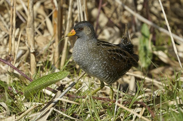 Water Rail