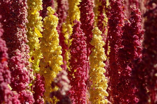 Panicles of ripe quinoa