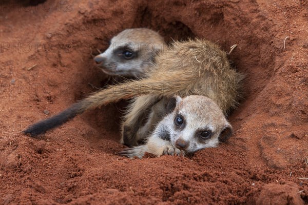 Meerkats