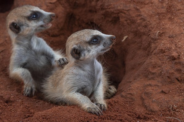 Meerkats