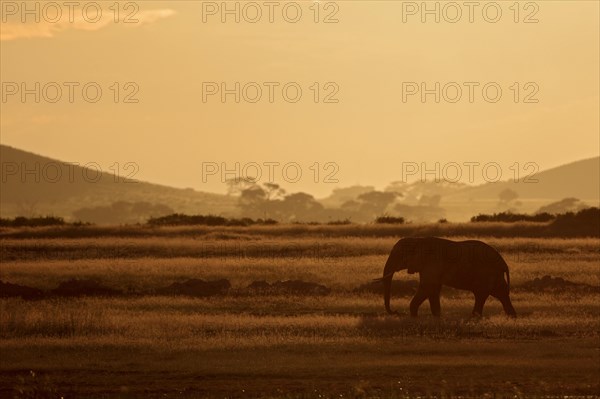 African elephant