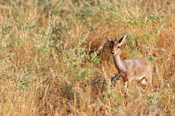 Dik dik