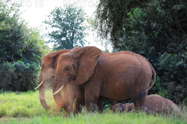 African elephant