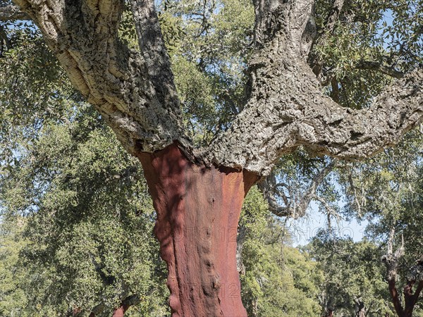 Cork oak