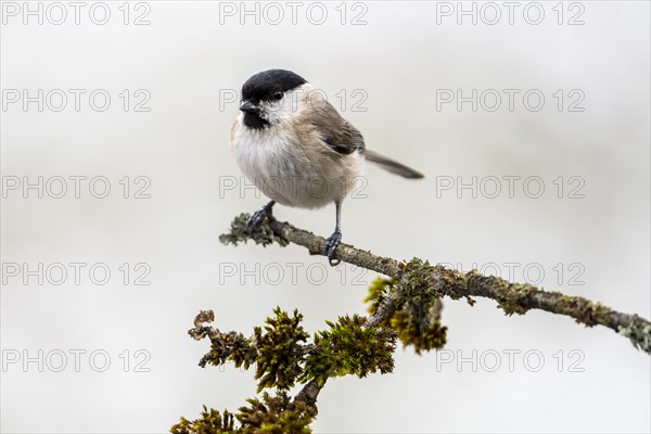 Marsh tit