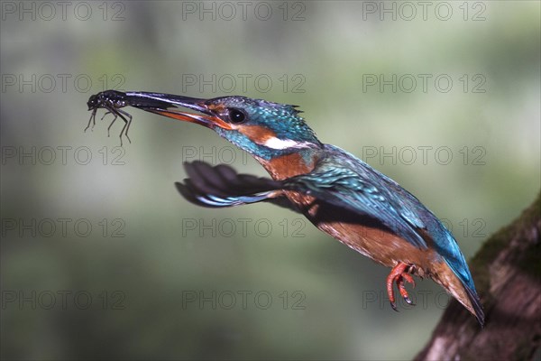 Common kingfisher