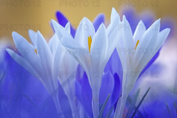 Crocuses