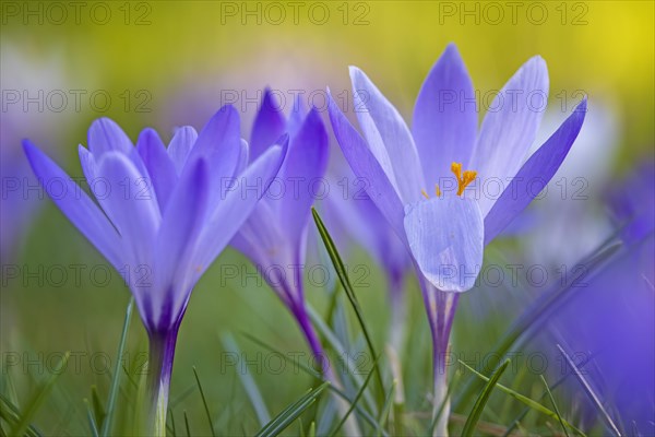 Crocuses