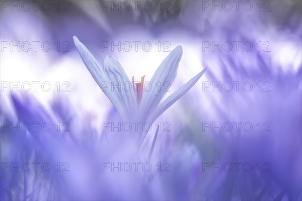 Crocuses