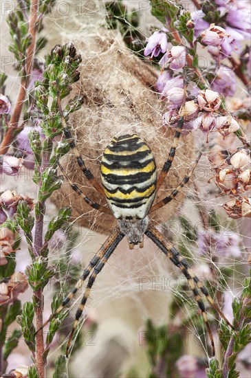 Wasp spider