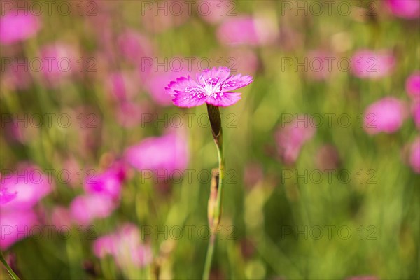 Maiden pinks