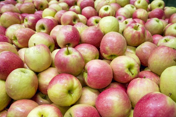 Fresh apple harvest from South Tyrol