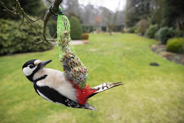 Great spotted woodpecker