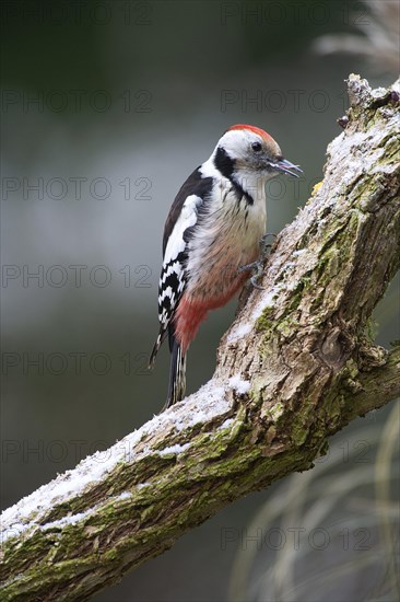 Middle spotted woodpecker