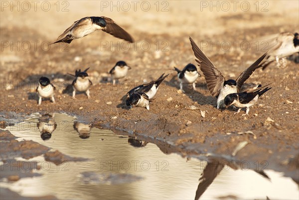 Common house martins