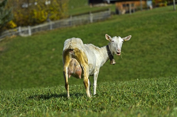 Unhorned Saanen goat with bell