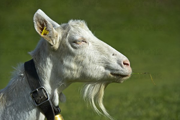 Saanen goat