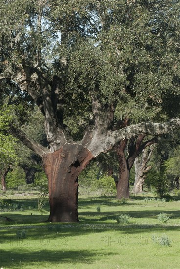 Old cork oak forest